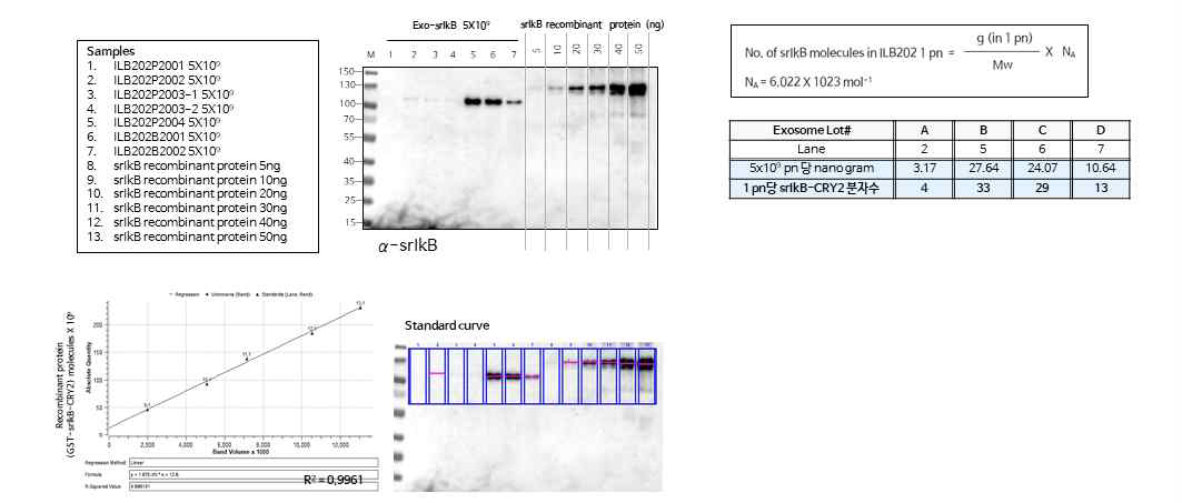 ILB-202 내에 탑재된 치료용 단백질 정량 방법 구축