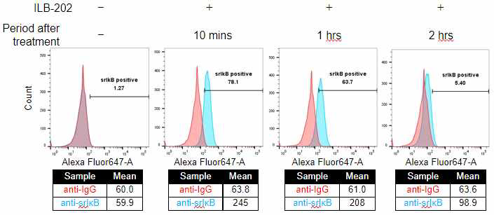 세포주 모델(THP-1)에서 srIkB의 half-life 확인