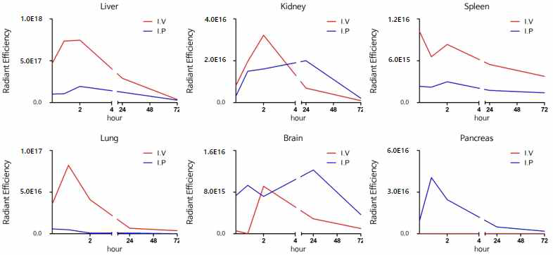 형광 표지된 ILB-202의 투여 경로에 따른 organ distribution 비교