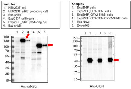 엑소솜 탑재단백질의 특이적 항체 확보 결과