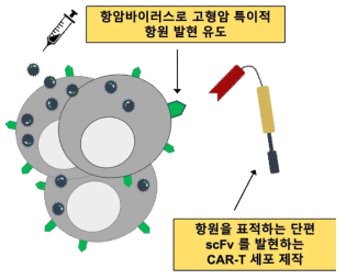 항암바이러스 기반 CAR-T 치료제 개념도