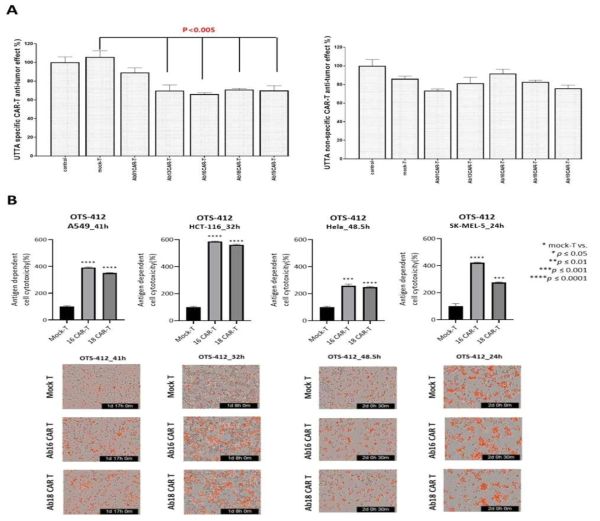UTTA 특이적 CAR-T 항암효과 검증