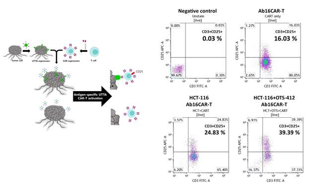 항원 특이적 UTTA CAR-T 항암효과 검증