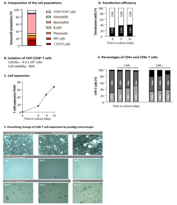 Prodigy 자동화 시스템 CAR-T cell 제조 IPC 결과