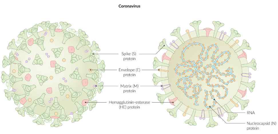 SARS-CoV-2 바이러스의 구조