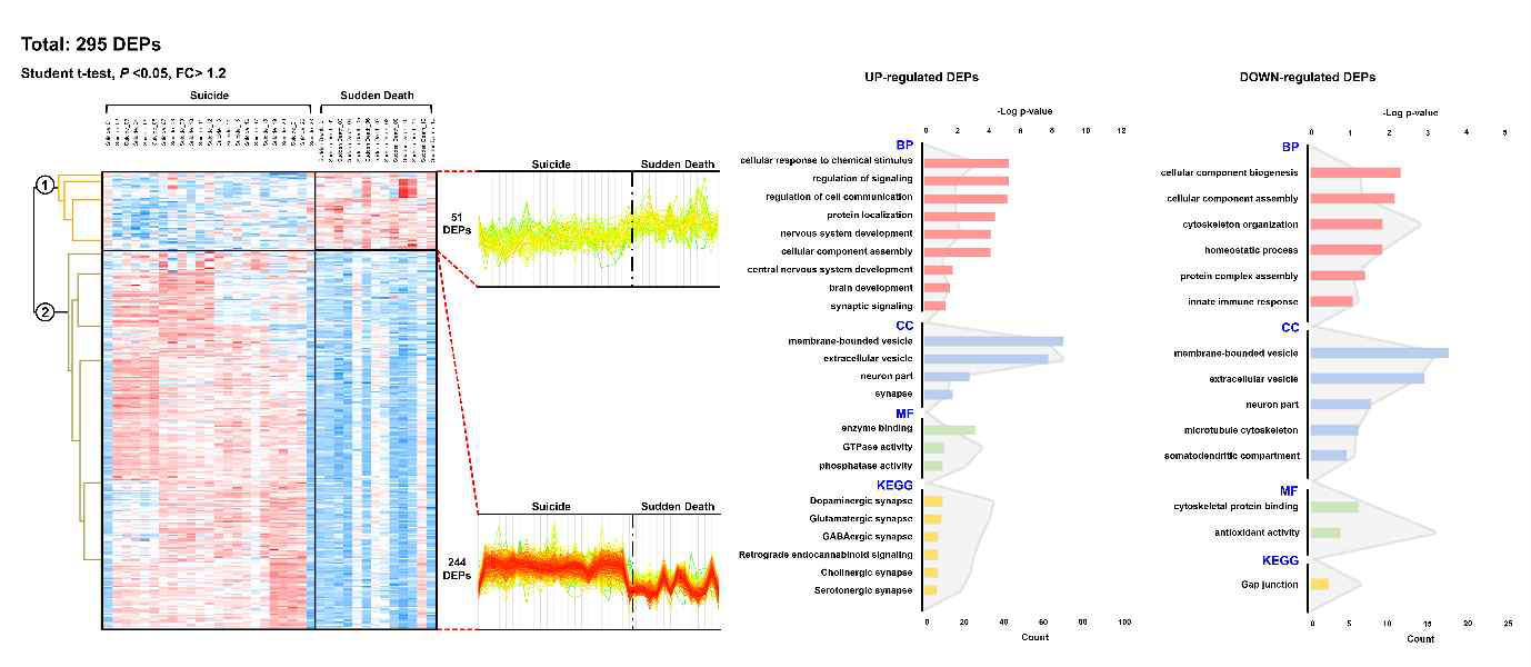 자살자 및 돌연사망자의 사후뇌조직 시료에서 유의한 발현 차이를 보이는 295 단백질에 대한 Hierarchical clustering 및 Gene Ontology (GO)와 KEGG pathway 분석 결과