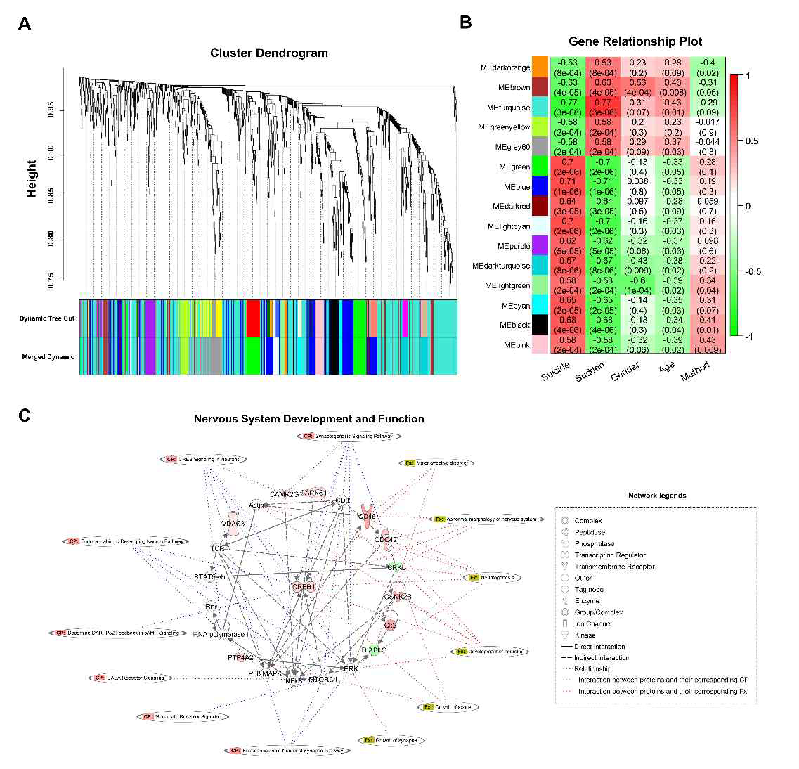 Cluster dendrogram과 Gene relation plot, blue module에 속한 단백질들의 상위 biological pathway