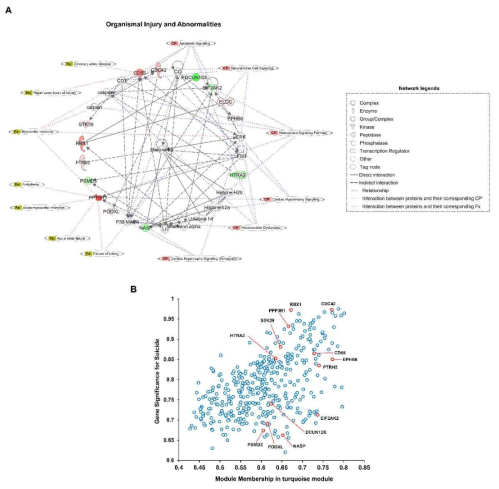 Turquoise module에 속한 단백질의 상위 biological pathway 및 Gene significance와 Module membership plot