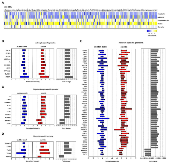 295개 DEPs에 대한 Brain cell type-specific protein 분석 결과