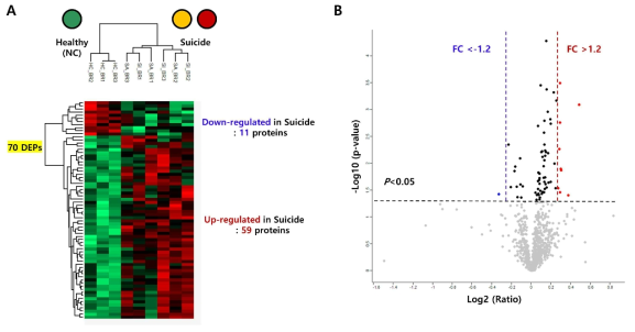 정상 및 자살관련군 혈장 시료에서 유의한 발현 차이를 보이는 70개 단백질에 대한 Hierarchical clustering (A) 및 Volcano plot (B)