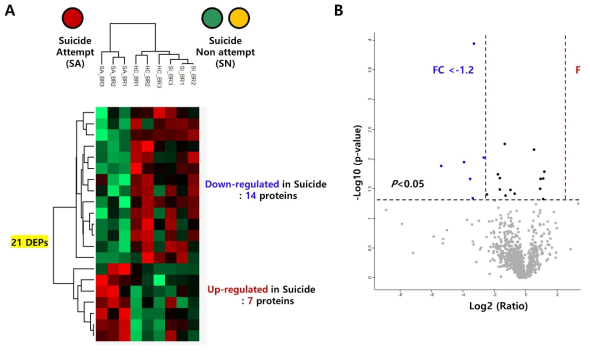 자살비시도군 및 자살군 혈장 시료에서 유의한 발현 차이를 보이는 21개 단백질에 대한 Hierarchical clustering (A) 및 Volcano plot (B)