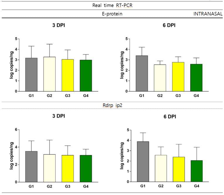 바이러스 접종 후 3일차 및 6일차 비강 투여군 폐 조직에 대한 RT-PCR 검사 결과