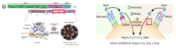 노로바이러스 VP1 (ORF2) 구조 및 MNoV와 HuNoV의 세포수용체 비교