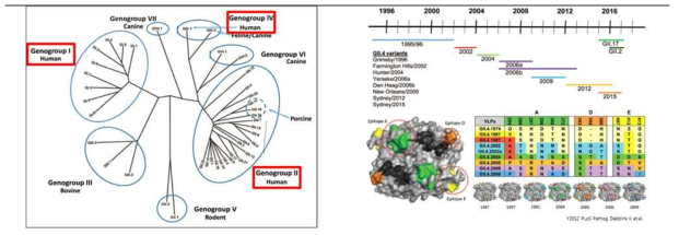 노로바이러스 분류 및 유행성 GII.4 변이주들의 VP1 아미노산 변이와 3차 구조