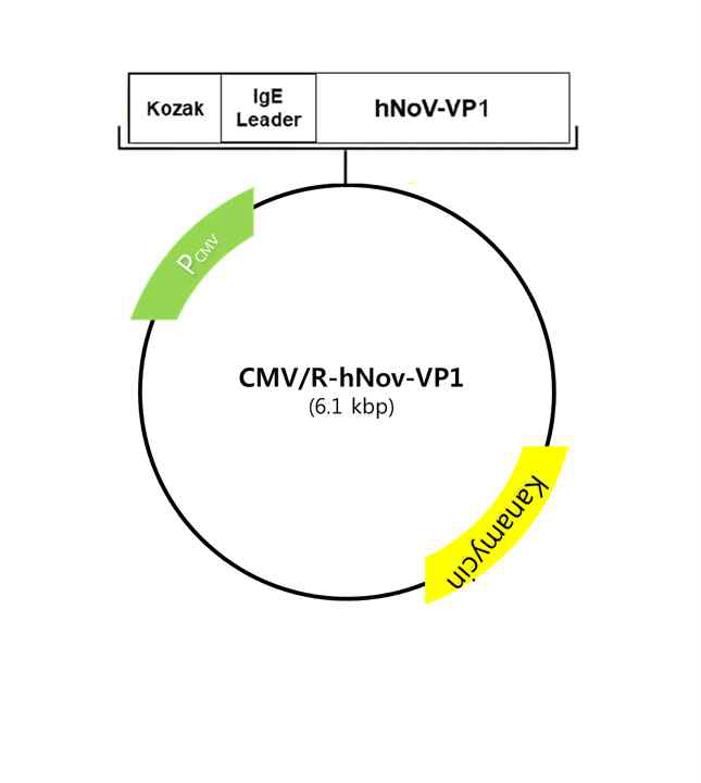 제작된 사람 노로바이러스 GII.4 VP1 발현 벡터