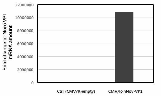 qRT-PCR을 이용한 VP1의 mRNA 발현 양 확인