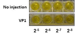 항체가 결합하는 VP1 단백질의 epitope 부위 확인