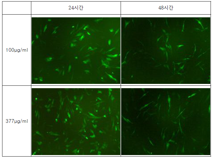 쿼드메디슨 펄스 발생기를 이용한 DNA 농도와 incubation 시간에 따른 형광현미경