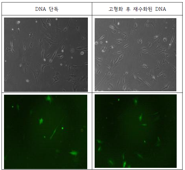 DNA단독군과 DNA, 히알루론산, Trehalose가 함유된 마이크로니들 세포실험 결과 bright field, 형광 현미경 이미지