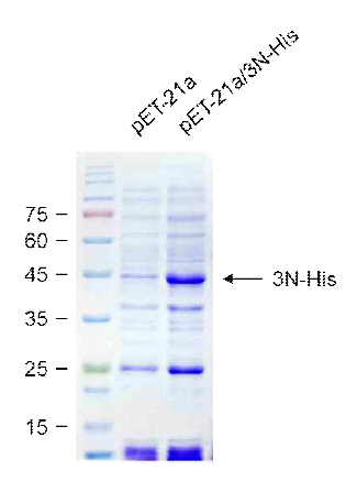 pET-21a/3N-His 벡터가 형질전환된 재조합 Rosetta2 세포에서 재조합 3N-His 단백질의 발현을 확인함