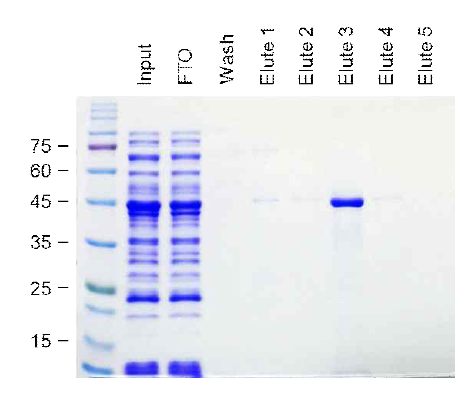 Ni-NTA agarose resin을 이용한 affinity chromatography 방법으로 재조합 3N-His 단백질을 분리 정제함 (FTO, flow through out)