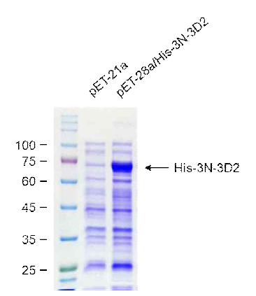 pET-28a/His-3N-3D2 벡터가 형질전환된 재조합 Rosetta2 세포에서 재조합 His-3N-3D2 단백질의 발현을 확인함