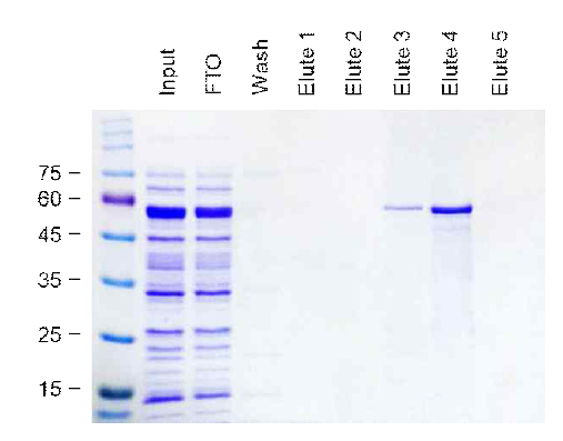 Ni-NTA agarose resin을 이용한 affinity chromatography 방법으로 재조합 3N-His 단백질을 분리 정제함