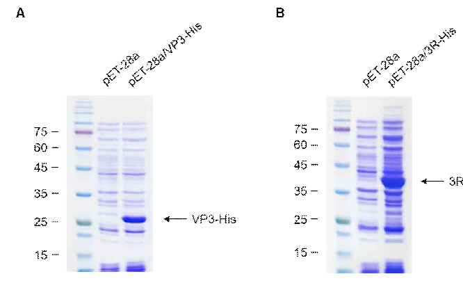 pET-28a/VP3-His, pET-28a/3R-His 벡터가 형질전환된 재조합 Rosetta2 세포에서 재조합 VP3-His, 3R-His 단백질의 발현을 확인함