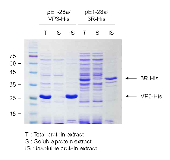 재조합 Rosetta2 세포에서 발현되는 재조합 VP3-His, 3R-His 단백질의 solubility 실험