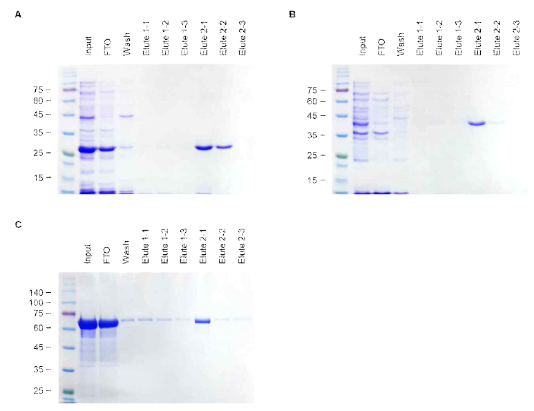 Ni-NTA agarose resin을 이용한 affinity chromatography 방법으로 재조합 VP3-His (A), 3R-His (B), 3D2-3R-His (C) 단백질을 분리 정제함