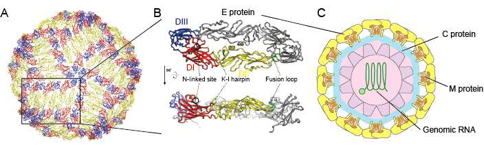 Viral structure of Japanese encephalitis virus