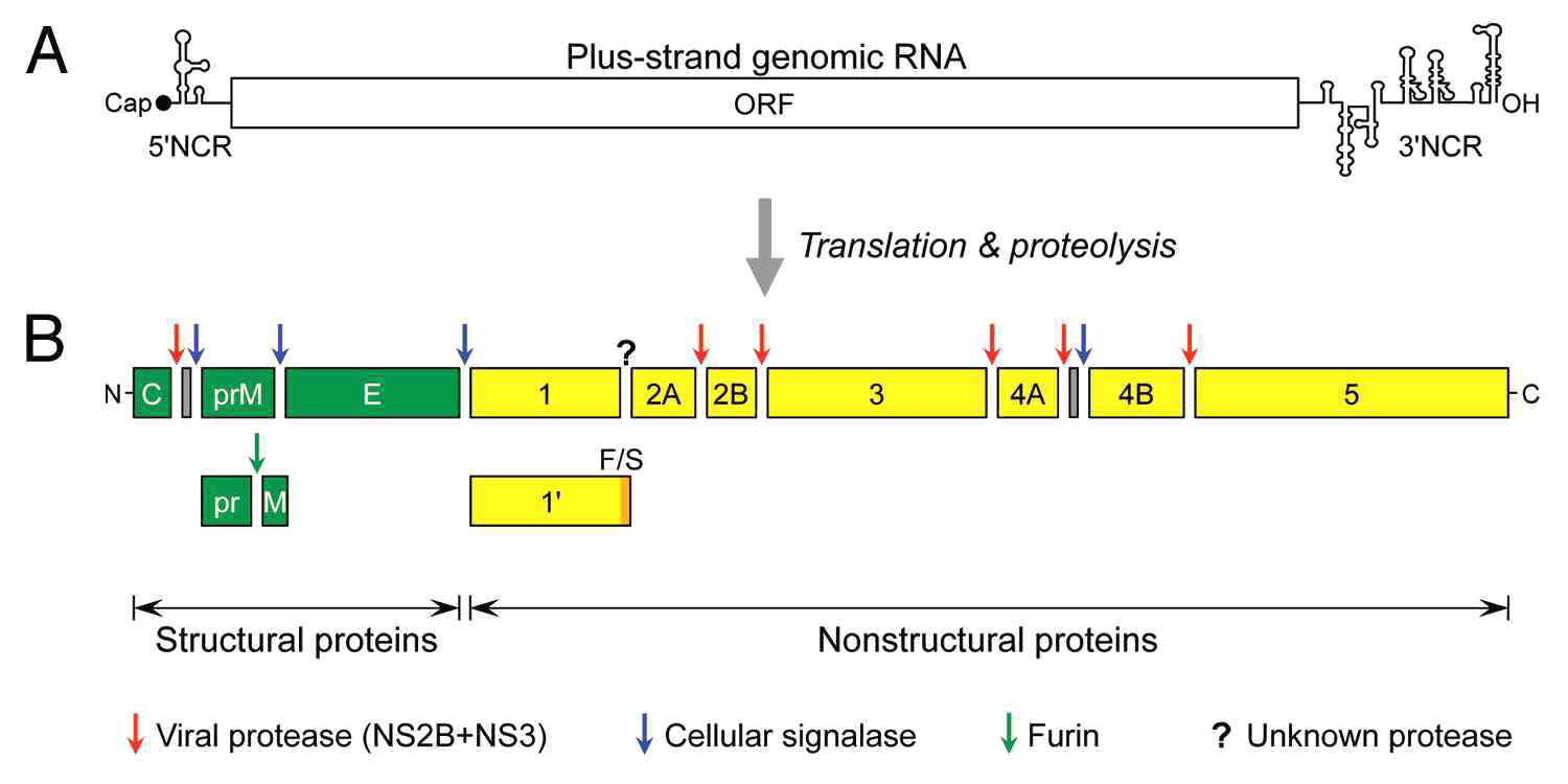 JEV genome structure