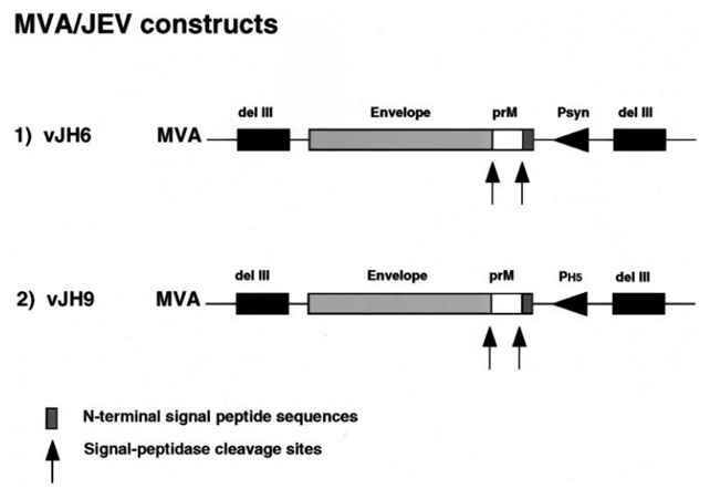 Recombinant MVA(rMVA)