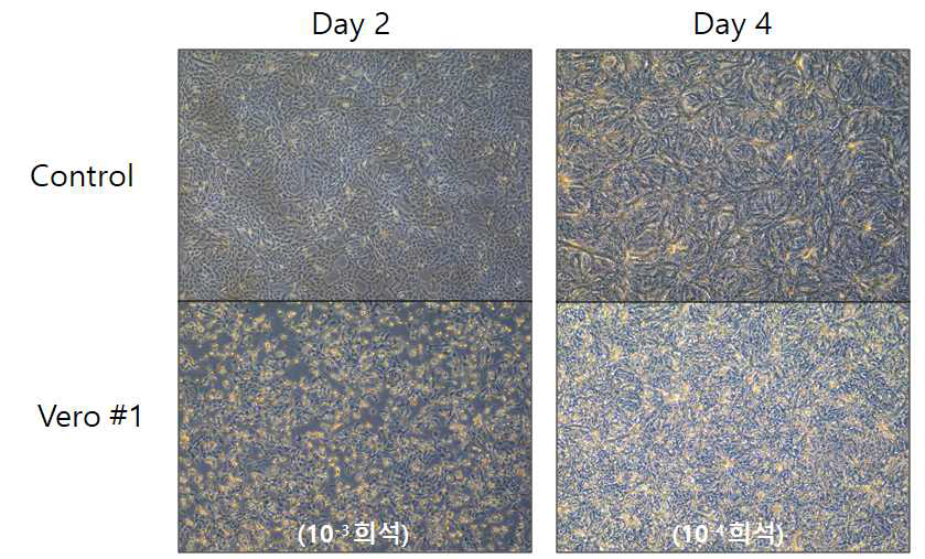 rMVA 1차 배양 결과 (vero cell)