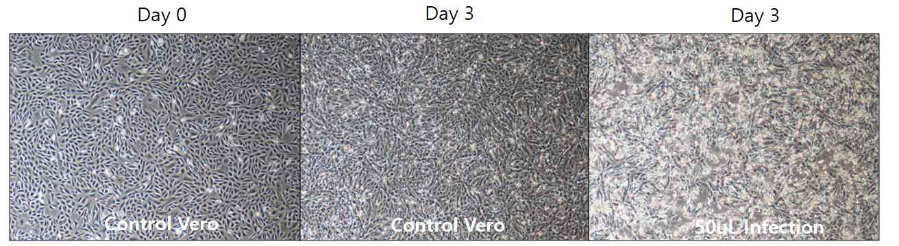 rMVA 2차 배양 결과 (vero cell)