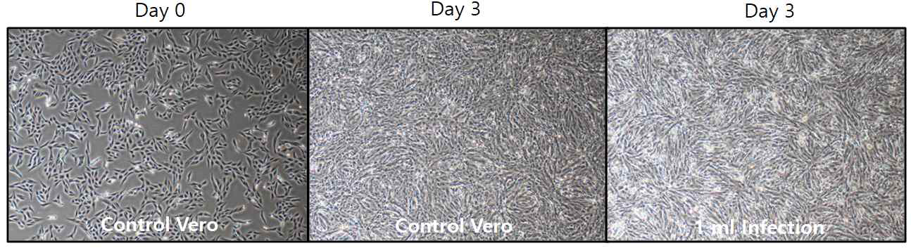 rMVA 3차 배양 결과 (vero cell)