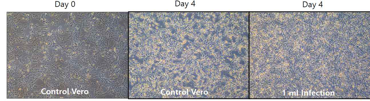 MVA 4차 배양 결과 (vero cell)