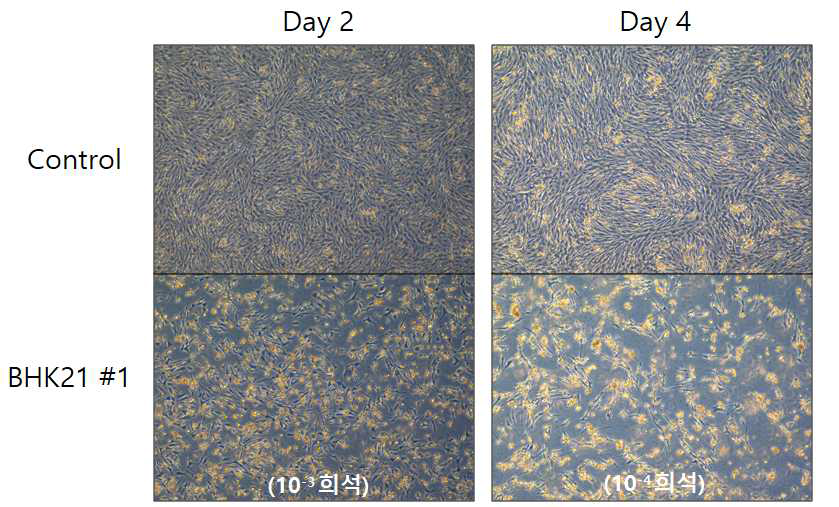 rMVA 1차 배양 결과 (BHK21 cell)