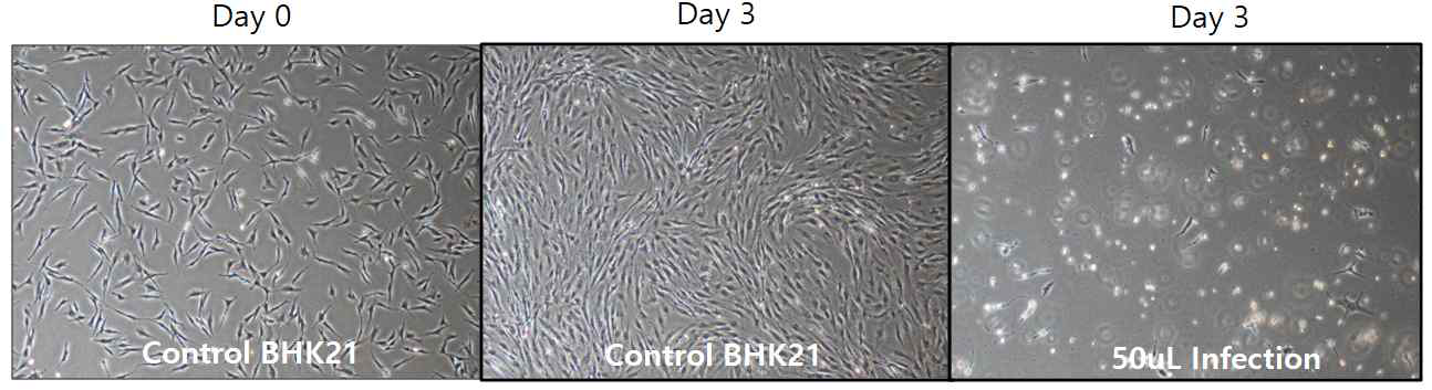 rMVA 2차 배양 결과 (BHK21 cell)