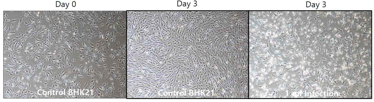 rMVA 3차 배양 결과 (BHK21 cell)