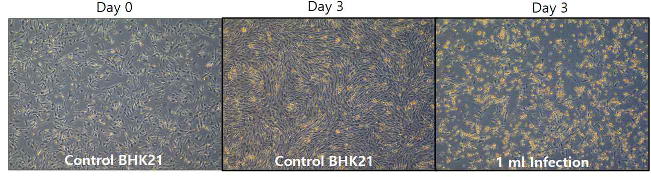 rMVA 4차 배양 결과 (BHK21 cell)