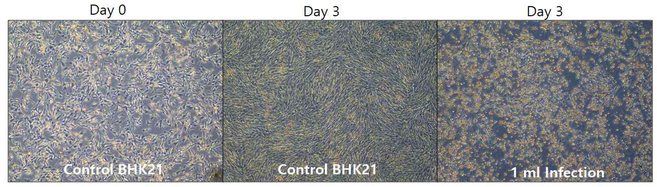 rMVA 5차 배양 결과 (BHK21 cell)