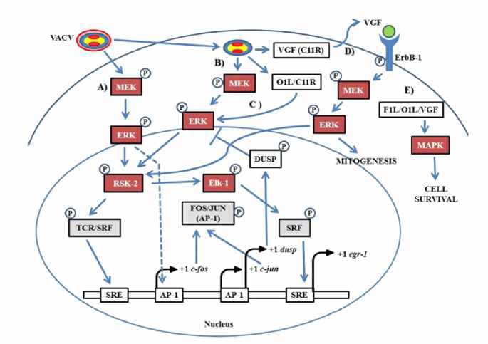 MVA 감염 후 세포내 signal pathway