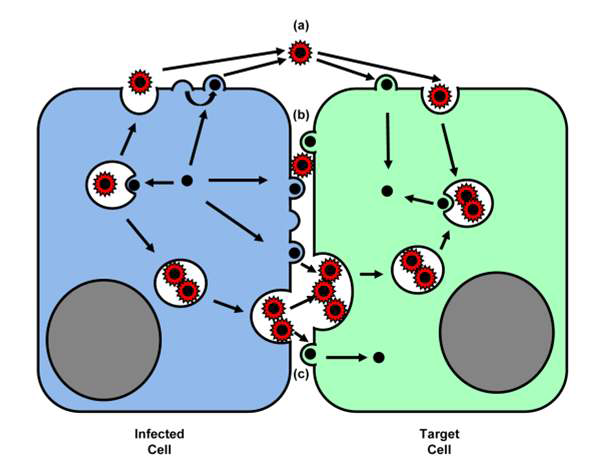 cell to cell infection 모식도