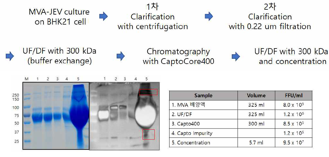 2차 정제공정 모식도 및 Western blot 결과