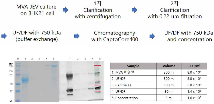 1차 정제공정 모식도 및 Western blot 결과