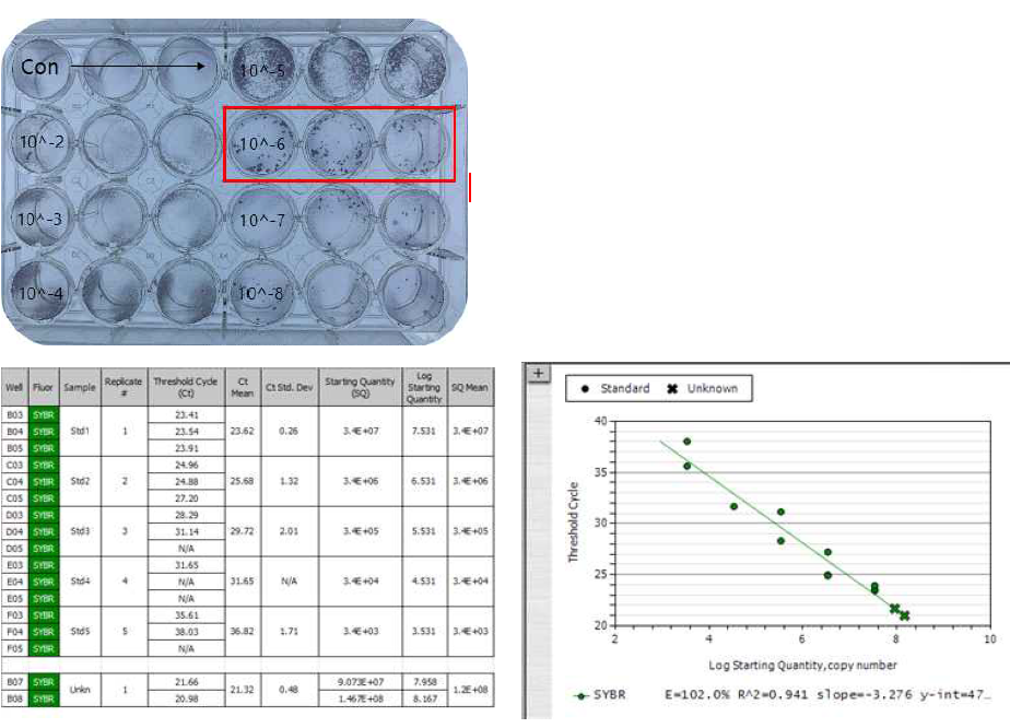 Focus forming assay 방법과 PCR 방법의 MVA titer 비교 분석