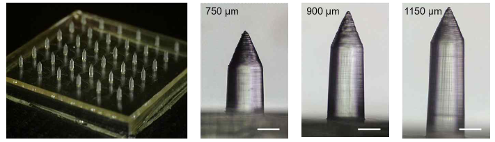제작된 PLGA 마이크로니들 패치 및 높이 750 μm, 900 μm, 1150 μm를 가지는 마이크로니들 사진 (scale bar; 200 μm)