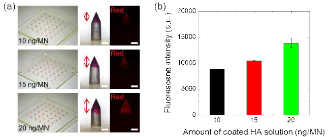 (a) 마이크로니들에 형광물질이 함유된 코팅 용액을 원하는 양만큼씩 정량 코팅, (b) 마이크로니들 팁 간의 코팅양을 비교한 그래프