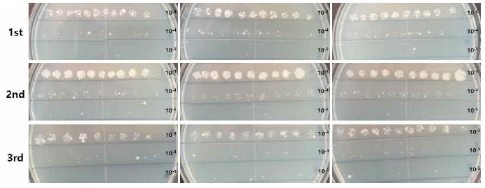 Mycobacterium bovis BCG Korea 균주 점적 후 배양 상태